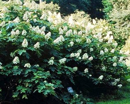 HORTENSJA DĘBOLISTNA SNOW GIANT Hydrangea quercifolia SADZONKA P9
